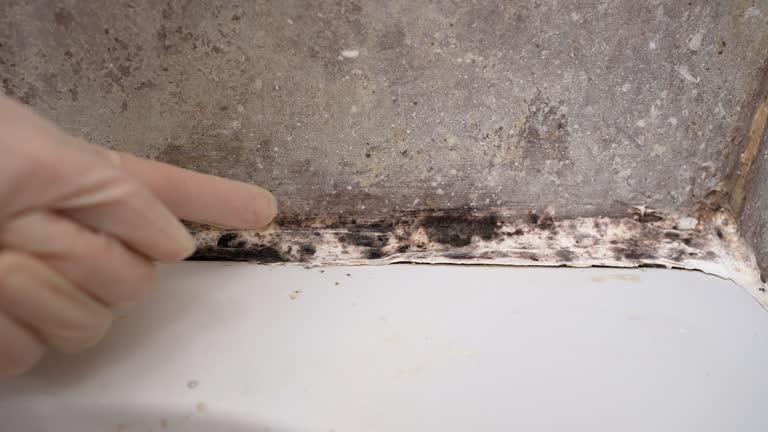 Best Black Mold Removal  in USA